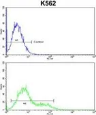 Anti-INPP4B antibody, Internal used in Flow cytometry (FCM). GTX80952