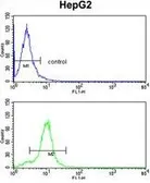 Anti-CYP2E1 antibody, C-term used in Flow cytometry (FCM). GTX81120