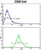 Anti-CD94 antibody, N-term used in Flow cytometry (FCM). GTX81129