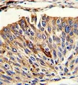 Anti-VTI1A antibody, C-term used in IHC (Paraffin sections) (IHC-P). GTX81147