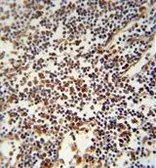 Anti-USF2 antibody, Internal used in IHC (Paraffin sections) (IHC-P). GTX81158