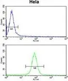 Anti-Calmodulin antibody, C-term used in Flow cytometry (FCM). GTX81180