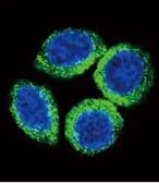 Anti-FGFR2 antibody, N-term used in Immunocytochemistry/ Immunofluorescence (ICC/IF). GTX81342