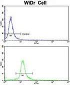 Anti-DDX53 antibody, C-term used in Flow cytometry (FCM). GTX81413