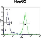 Anti-HSP47 antibody, C-term used in Flow cytometry (FACS). GTX81503