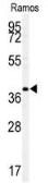 Anti-c-Maf antibody, C-term used in Western Blot (WB). GTX81509