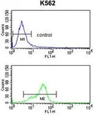 Anti-MFAP5 antibody, C-term used in Flow cytometry (FCM). GTX81533
