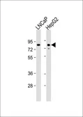 Anti-KHSRP antibody, N-term used in Western Blot (WB). GTX81683