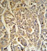 Anti-DCD antibody, C-term used in IHC (Paraffin sections) (IHC-P). GTX81756