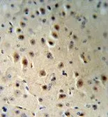 Anti-AGO1 antibody, N-term used in IHC (Paraffin sections) (IHC-P). GTX81841