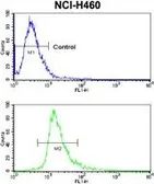Anti-Coxsackie Adenovirus Receptor antibody, Internal used in Flow cytometry (FCM). GTX81978
