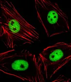 Anti-EZH2 antibody used in Immunocytochemistry/ Immunofluorescence (ICC/IF). GTX82503