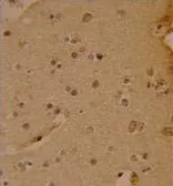 Anti-SOX4 antibody, N-term used in IHC (Paraffin sections) (IHC-P). GTX82513