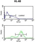 Anti-eIF4E antibody used in Flow cytometry (FACS). GTX82525