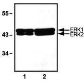 Anti-ERK1/2 antibody [E31R] used in Western Blot (WB). GTX82556