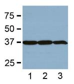 Anti-GAPDH antibody [GA1R] used in Western Blot (WB). GTX82560