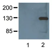 Anti-V5 tag antibody [E10 / V4RR] used in Western Blot (WB). GTX82563