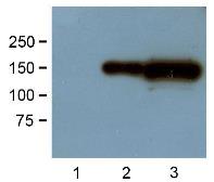 Anti-GFP antibody [GF28R] used in Western Blot (WB). GTX82564