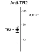 Anti-TR2 antibody used in Western Blot (WB). GTX82577