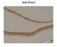 Anti-PROX1 antibody [5G10] used in IHC (Paraffin sections) (IHC-P). GTX82607