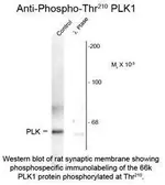Anti-PLK1 (phospho Thr210) antibody used in Western Blot (WB). GTX82612