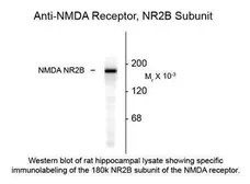 Anti-NMDAR2B antibody used in Western Blot (WB). GTX82631