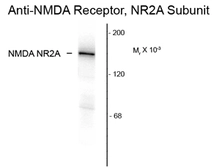 Anti-NMDAR2A antibody used in Western Blot (WB). GTX82635