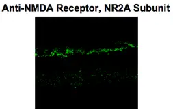 Anti-NMDAR2A antibody used in IHC (Frozen sections) (IHC-Fr). GTX82636