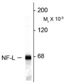Anti-NF-L antibody used in Western Blot (WB). GTX82644
