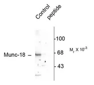 Anti-Munc18 (phospho Ser513) antibody used in Western Blot (WB). GTX82649