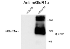 Anti-mGluR1a antibody used in Western Blot (WB). GTX82654