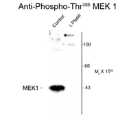 Anti-MEK1 (phospho Thr386) antibody used in Western Blot (WB). GTX82656