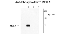 Anti-MEK1 (phospho Thr292) antibody used in Western Blot (WB). GTX82657