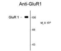Anti-GluR1 antibody used in Western Blot (WB). GTX82670