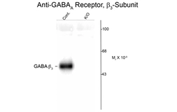 Anti-GABA A Receptor beta 3 antibody used in Western Blot (WB). GTX82681