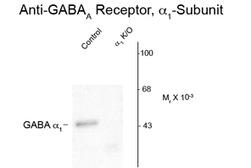 Anti-GABA A Receptor alpha 1 antibody used in Western Blot (WB). GTX82692