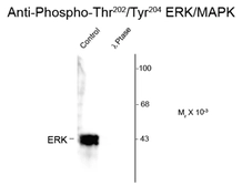 Anti-ERK1 (phospho Thr202/Tyr204) + ERK2 (phospho Thr185/Tyr187) antibody used in Western Blot (WB). GTX82696