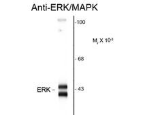 Anti-ERK1/2 antibody used in Western Blot (WB). GTX82697