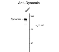 Anti-Dynamin antibody used in Western Blot (WB). GTX82704