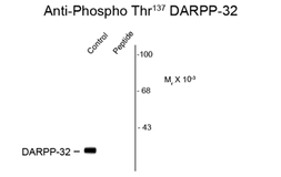 Anti-DARPP-32 (phospho Ser137) antibody used in Western Blot (WB). GTX82712