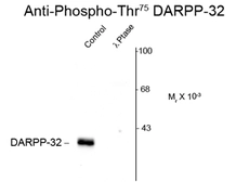 Anti-DARPP-32 (phospho Thr75) antibody used in Western Blot (WB). GTX82713