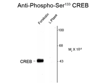 Anti-CREB (phospho Ser133) antibody used in Western Blot (WB). GTX82716