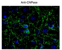Anti-CNPase antibody used in Immunocytochemistry/ Immunofluorescence (ICC/IF). GTX82719