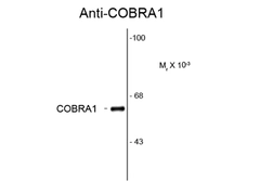 Anti-COBRA1 antibody [F7E4] used in Western Blot (WB). GTX82722