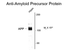 Anti-APP antibody used in Western Blot (WB). GTX82737