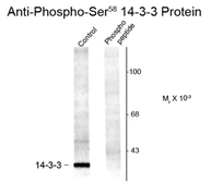 Anti-14-3-3 (phospho Ser58) antibody used in Western Blot (WB). GTX82745