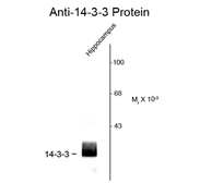Anti-14-3-3 antibody used in Western Blot (WB). GTX82746