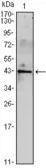 Anti-Inhibin alpha antibody [4E2] used in Western Blot (WB). GTX82761