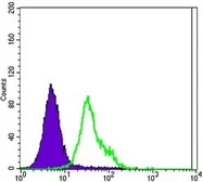 Anti-Her2 / ErbB2 antibody [6C2] used in Flow cytometry (FCM). GTX82764