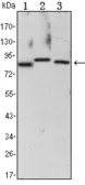Anti-IKK alpha antibody [3G12] used in Western Blot (WB). GTX82776